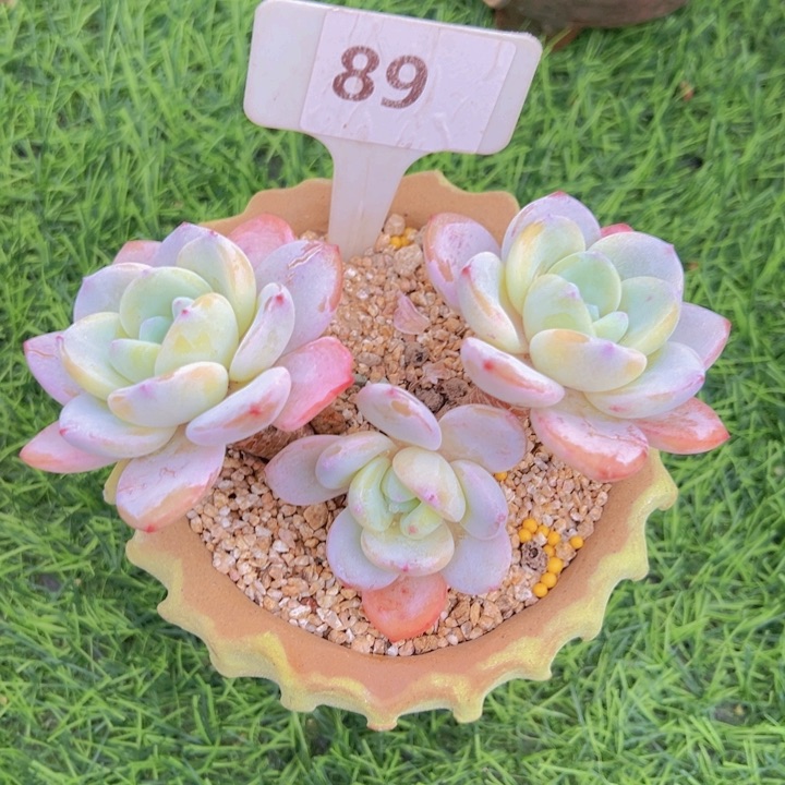 健健康康平平安安