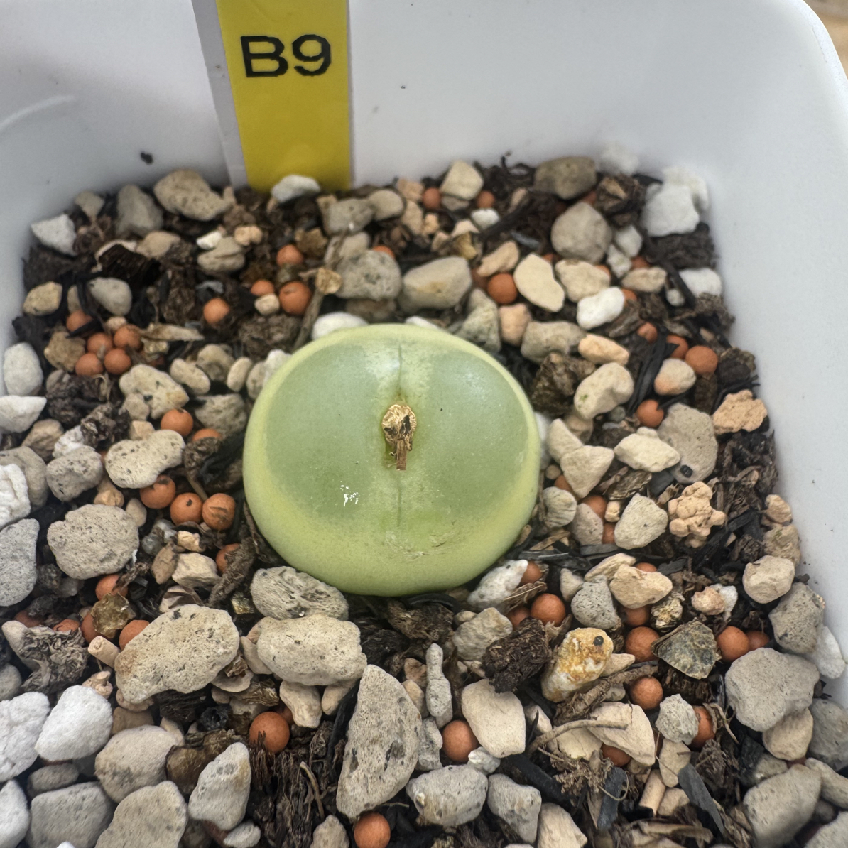 B9拉登番杏科阳台植物脱土发货