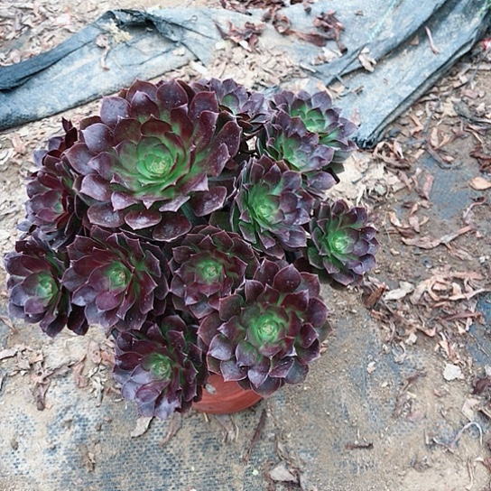 莫***心赤焰莲00000000026