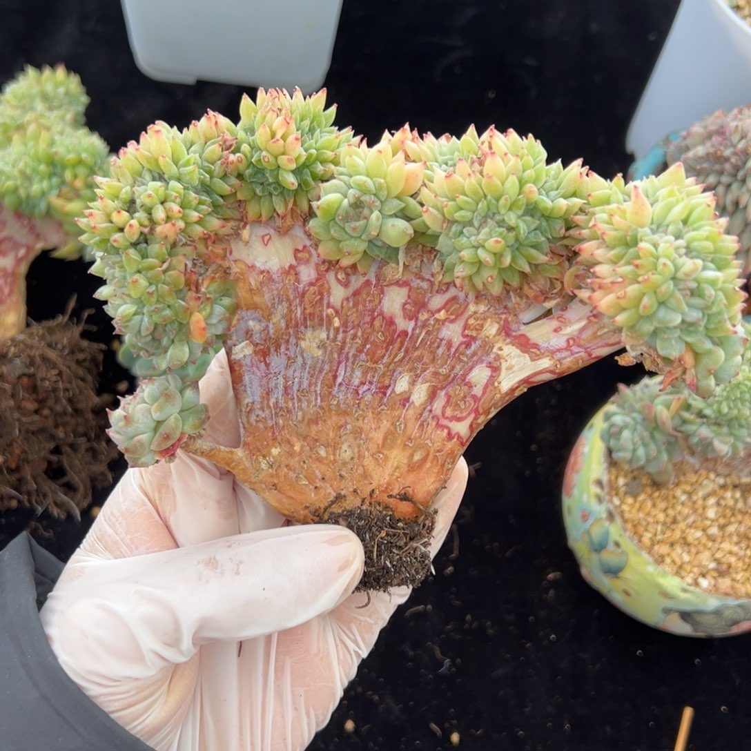 飞**嘎新年快乐。新年快乐 新年快乐 新年快乐