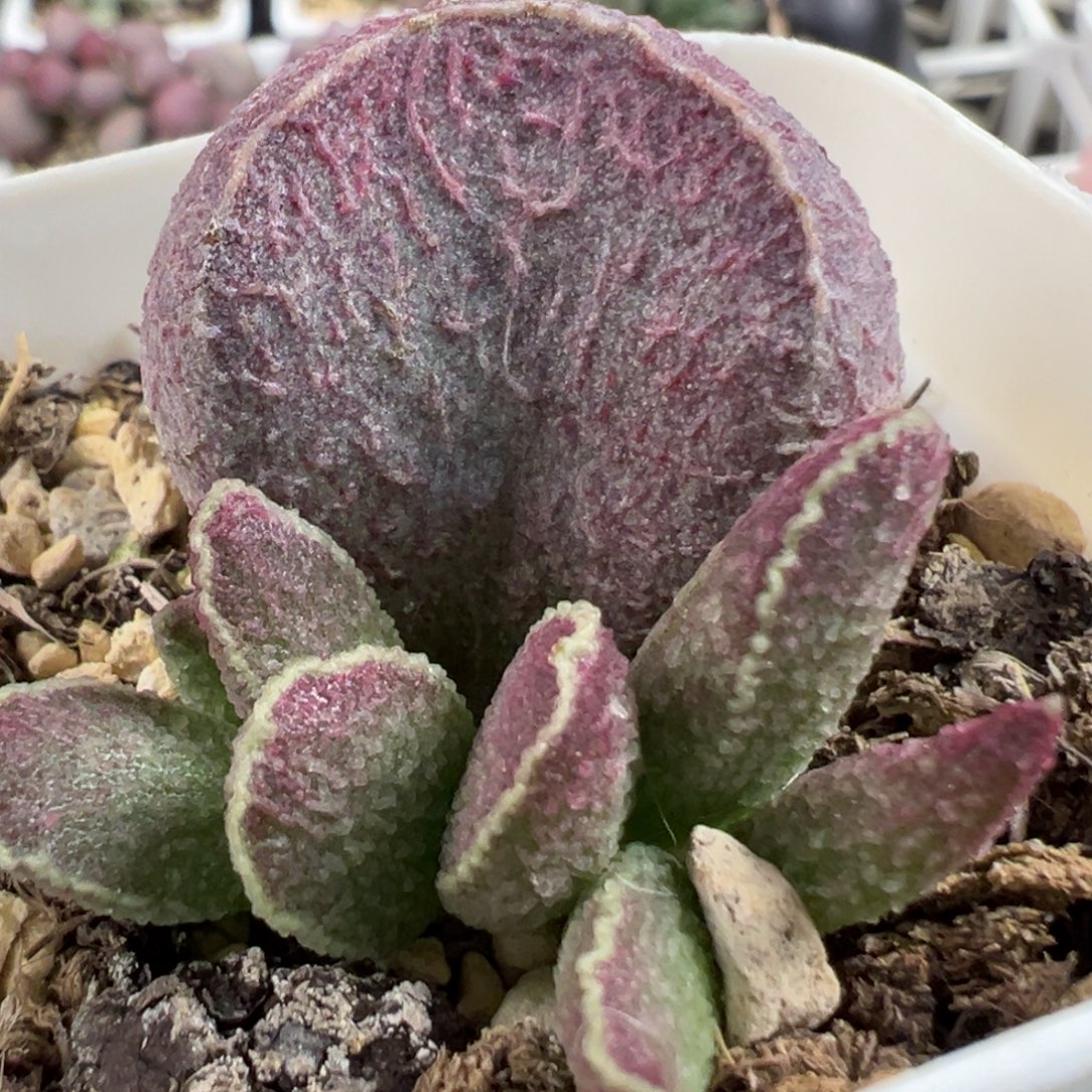 哈莫猪肝大苗多肉植物水泡
