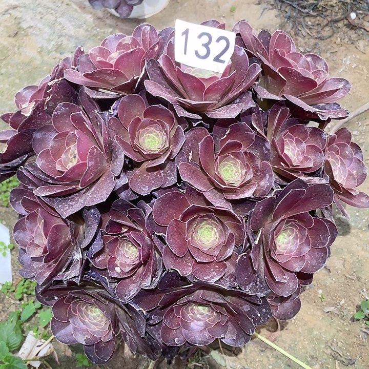 多肉植物法师132美金玫瑰