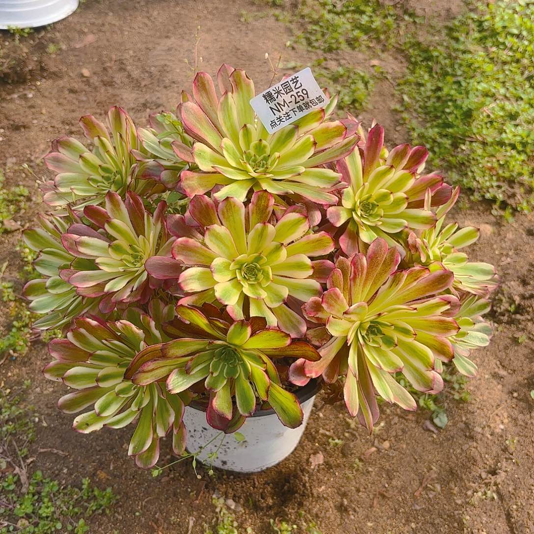 舞天姬老庄多肉植物259