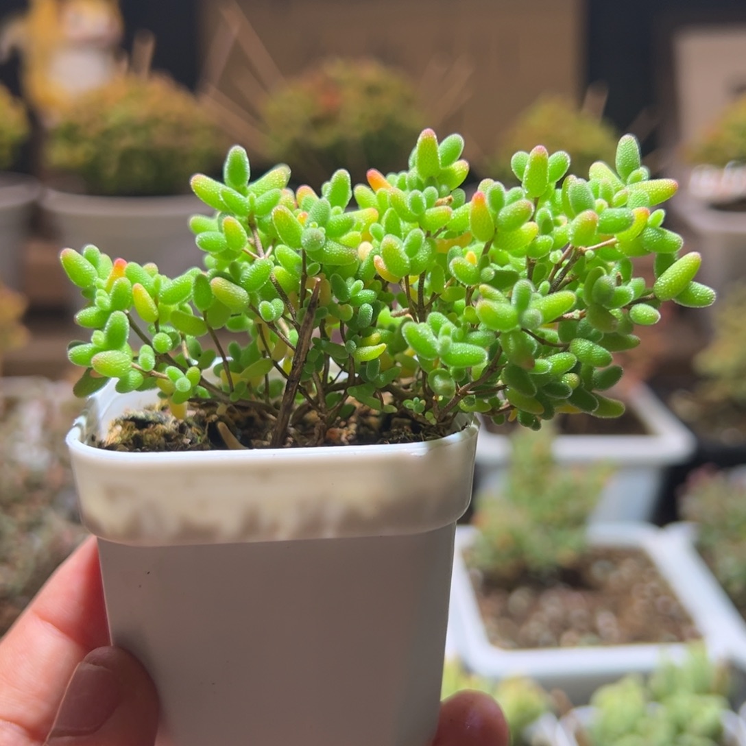 534蜜橘一物一拍包开箱