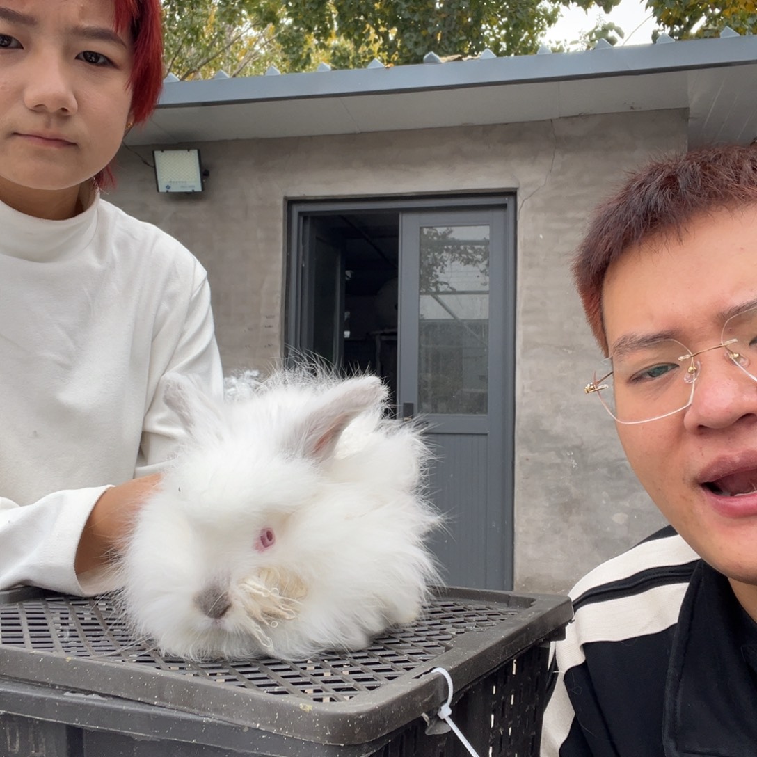 双血统英系安拉兔子