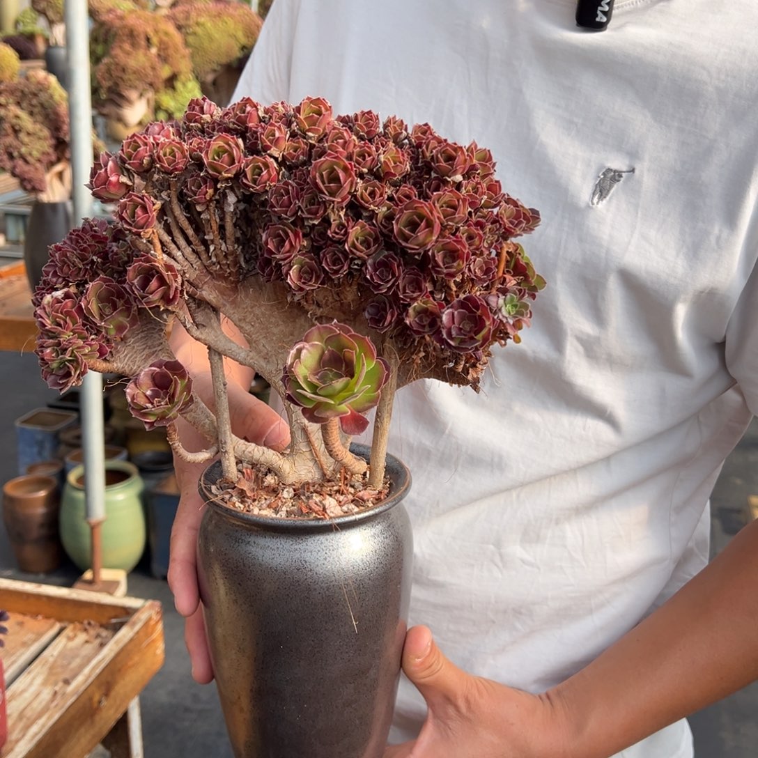 荷兰圆叶朵朵缀不带盆土