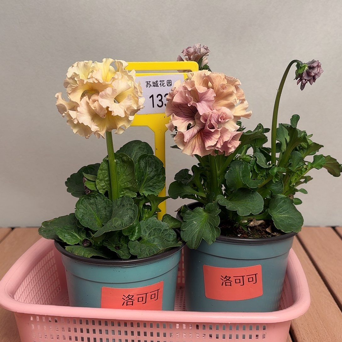 大部分开放少量花苞133