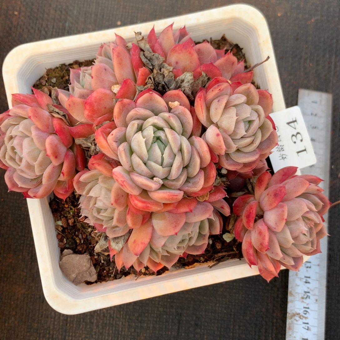 134杂交多肉植物美肉