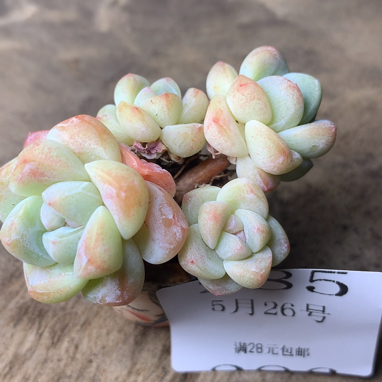 【闪购商品】云285号