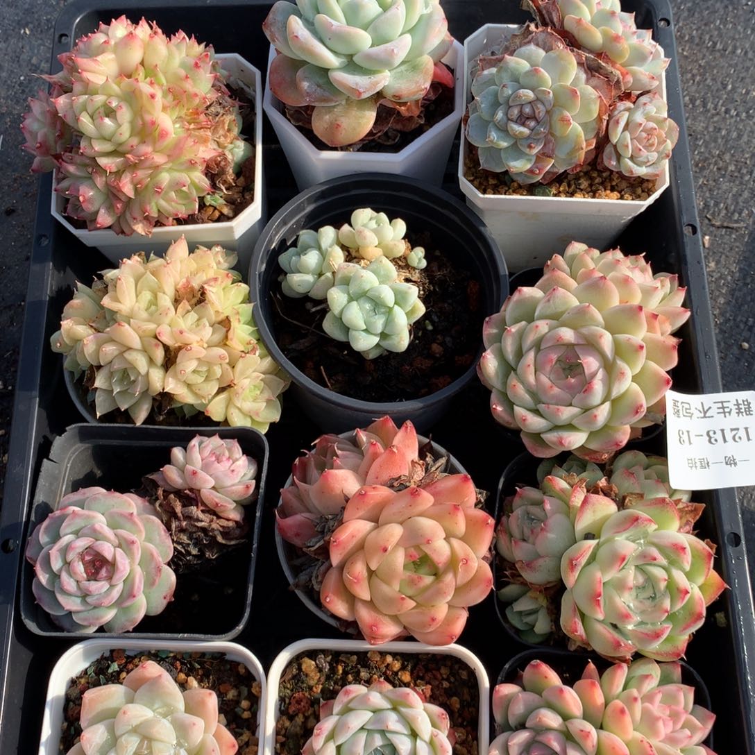 1213-13 套餐一组