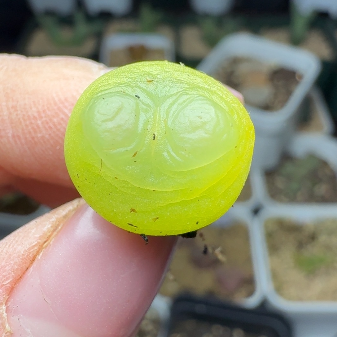 1138拉拉尺寸1.4多四年0000