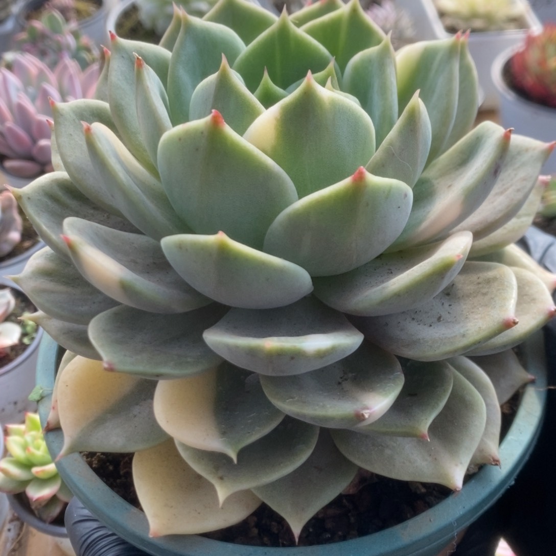 595大尺寸贝加尔湖锦锦