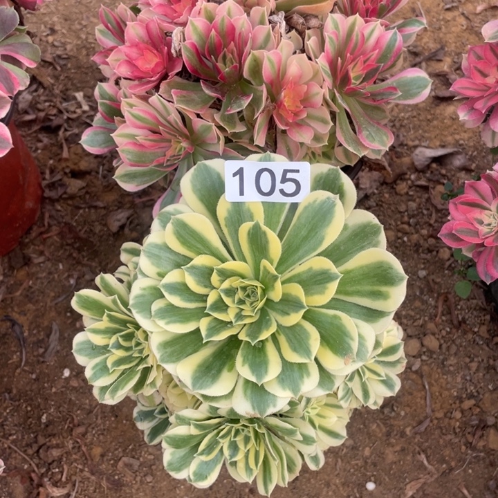 无花朵105多肉植物组合无售后