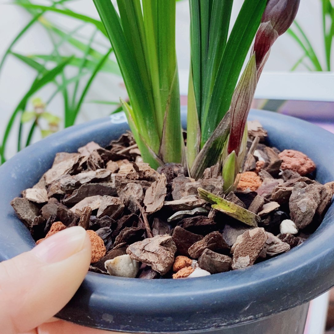 用***0大部分花苞少量开放