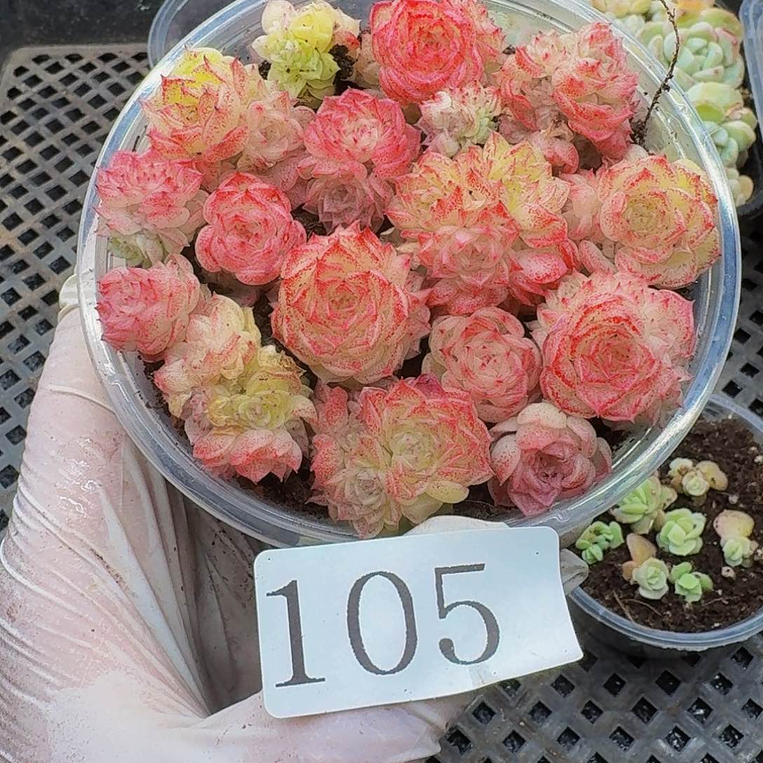 多肉植物多肉植物105