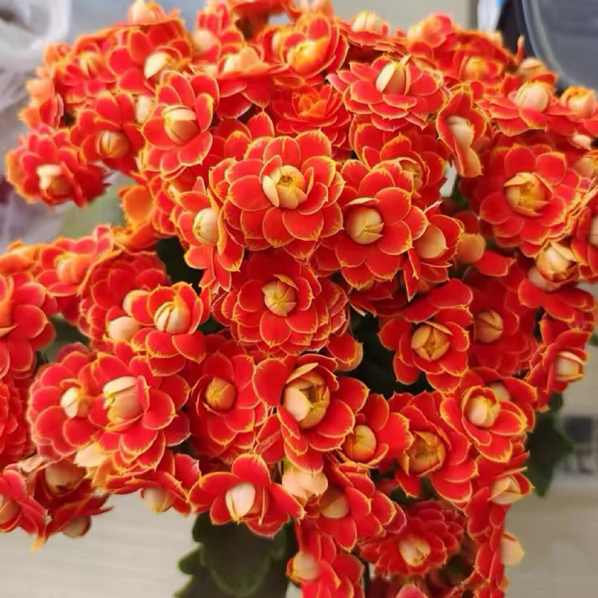 金狐狸130盆 重瓣大花  花期长 新手必入 