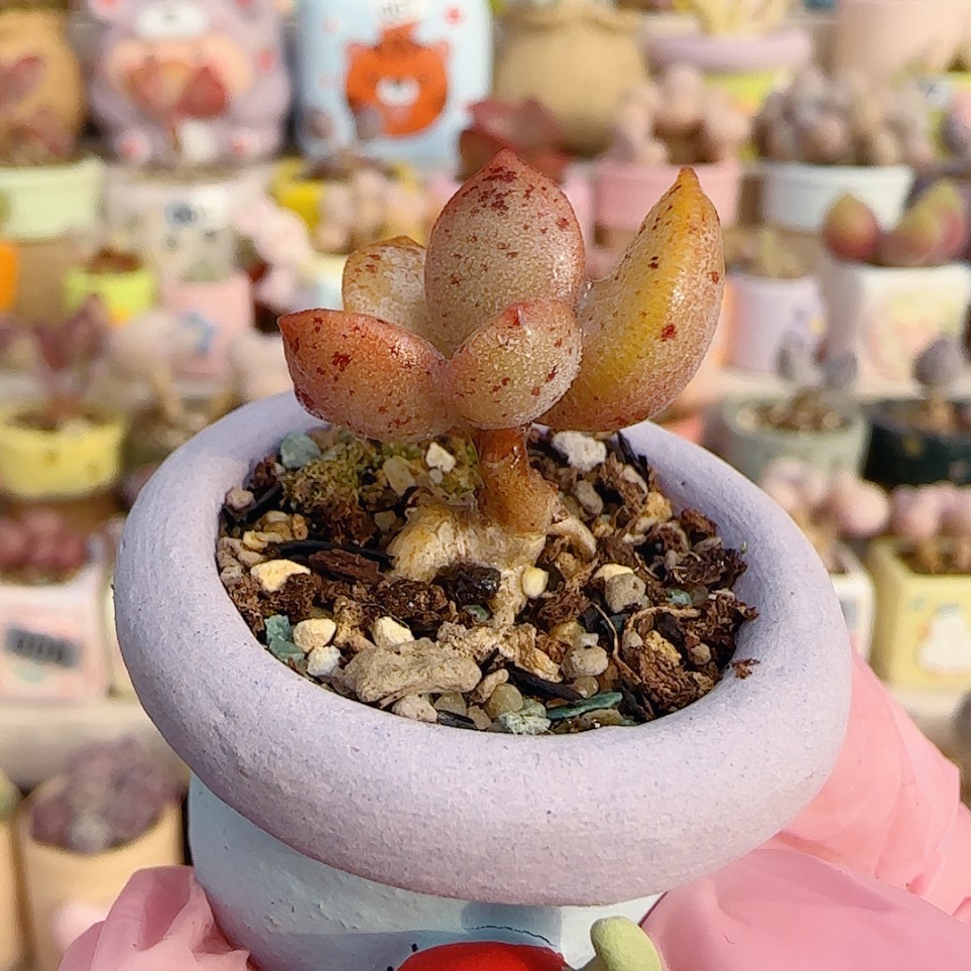 可爱金龟子 盆口2.5cm