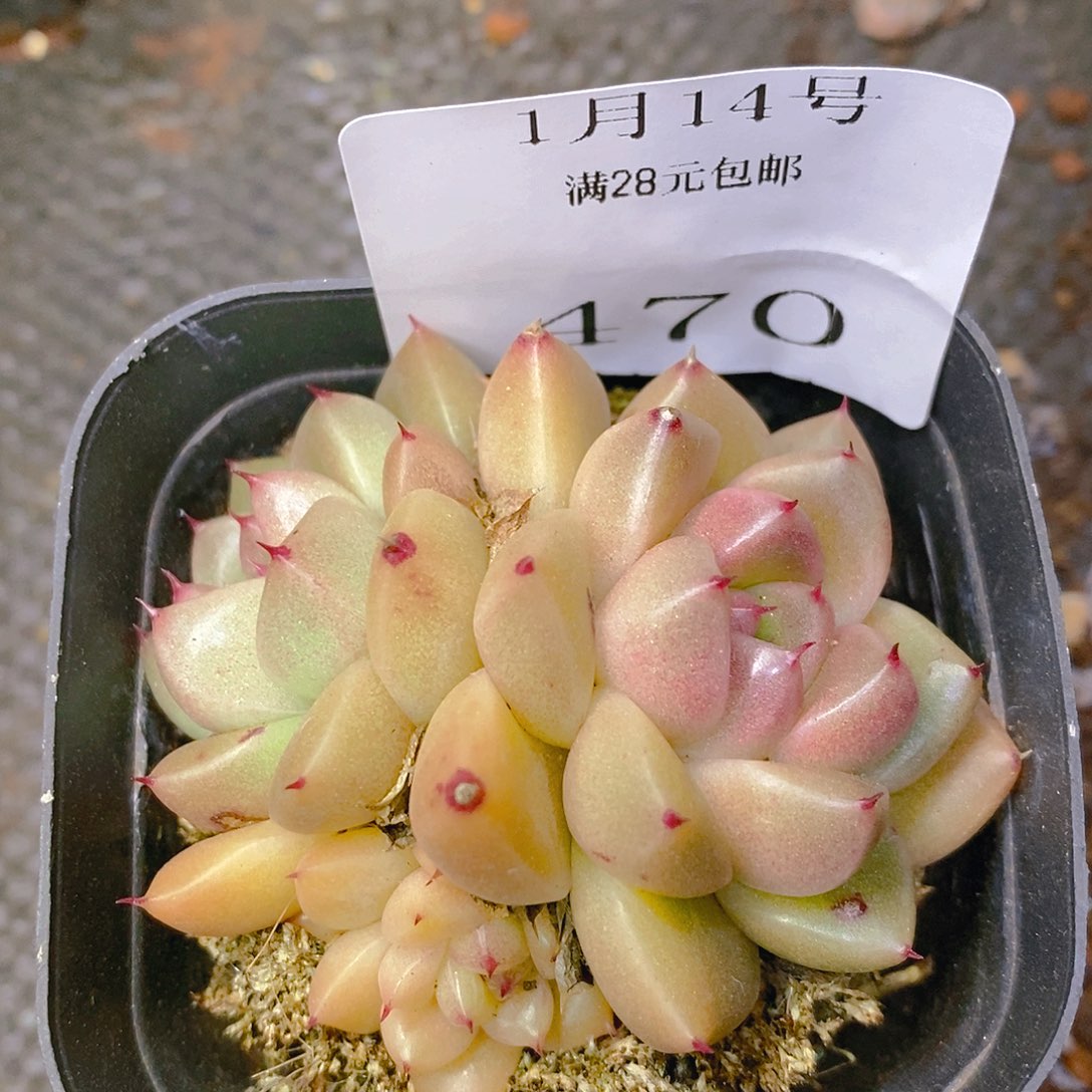 【闪购商品】云470