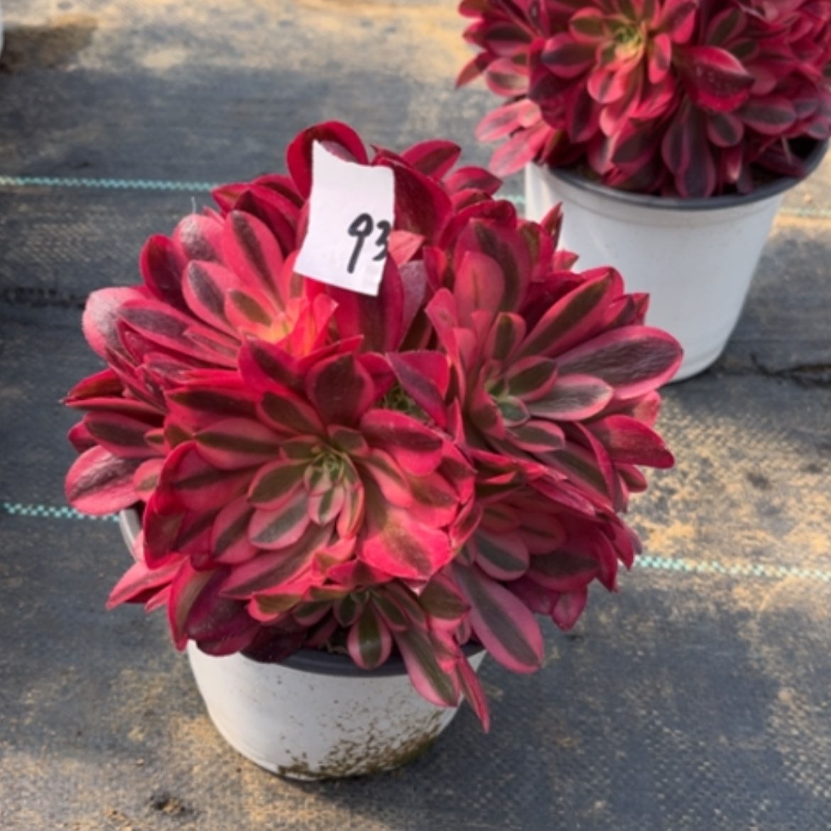 【闪购商品】93美杜莎多肉法师