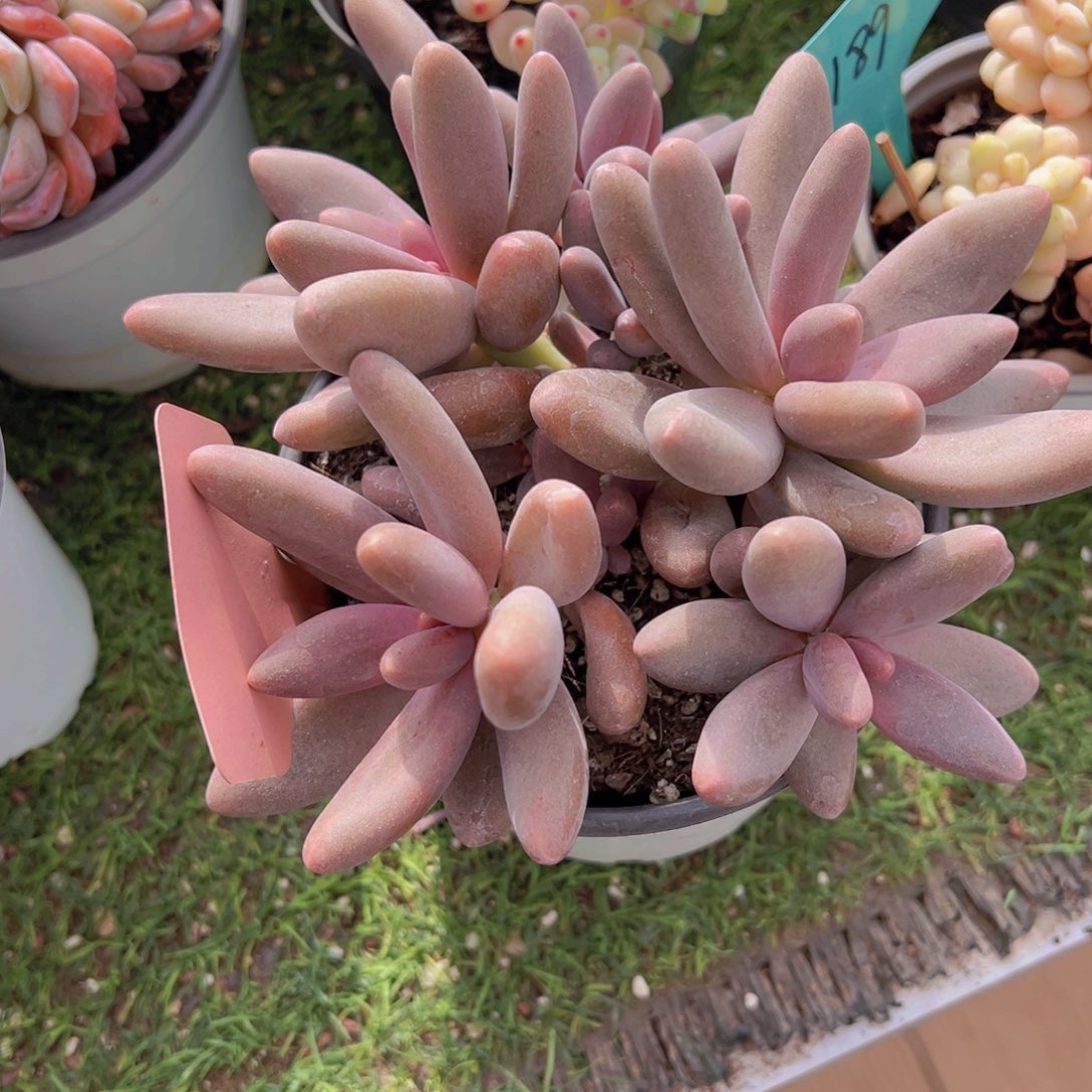 香玉的故事是一个人的故事吗