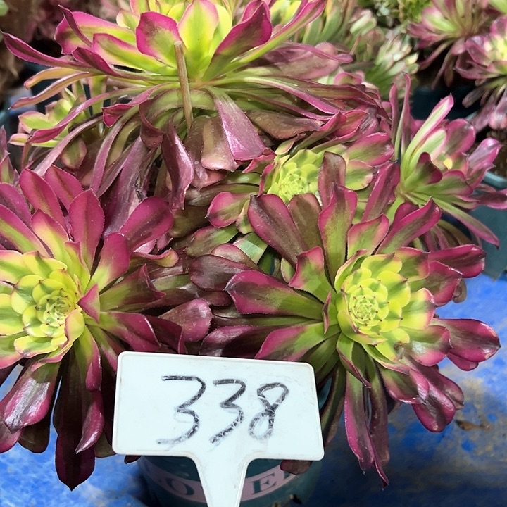 多肉植物五天几法师