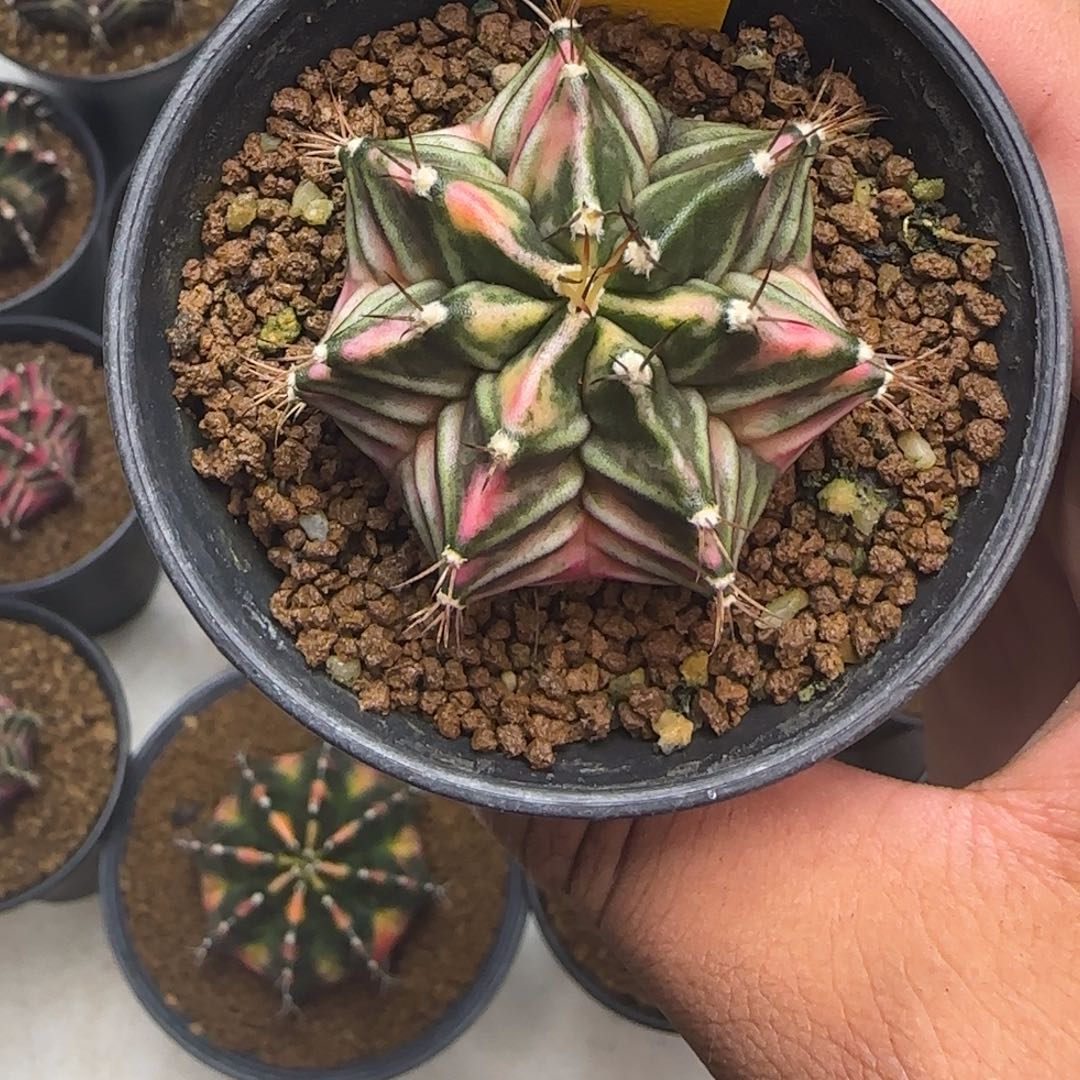 107-1229泰国发货多肉