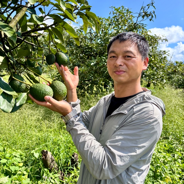 【国产哈斯】牛油果国货之光➠云南产地现摘
