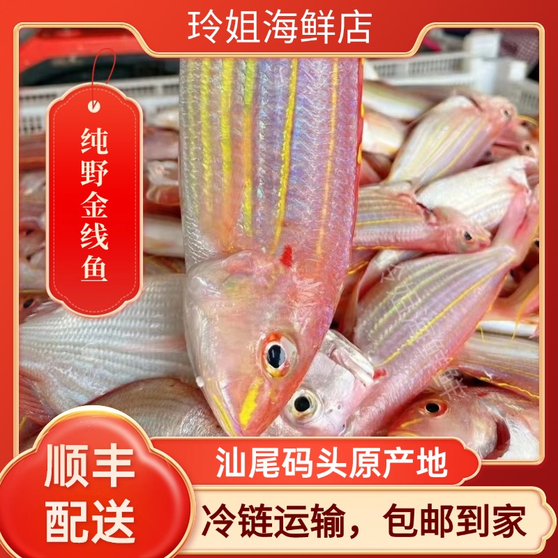 海钓金线鱼（金丝鱼）汕尾港码头现货冷链发货 不新鲜包赔冷链配送
