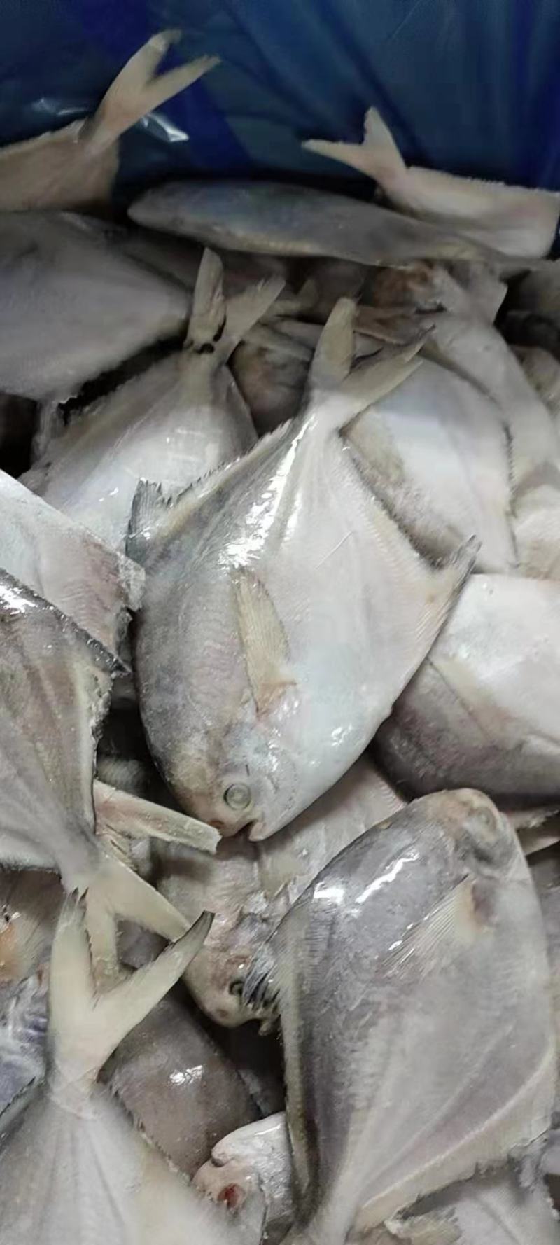 京东配送鲳鱼一箱10斤
