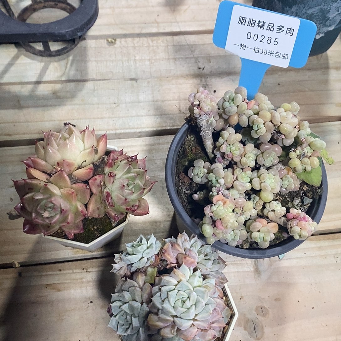 00285不锁基本托分小卢姐姐