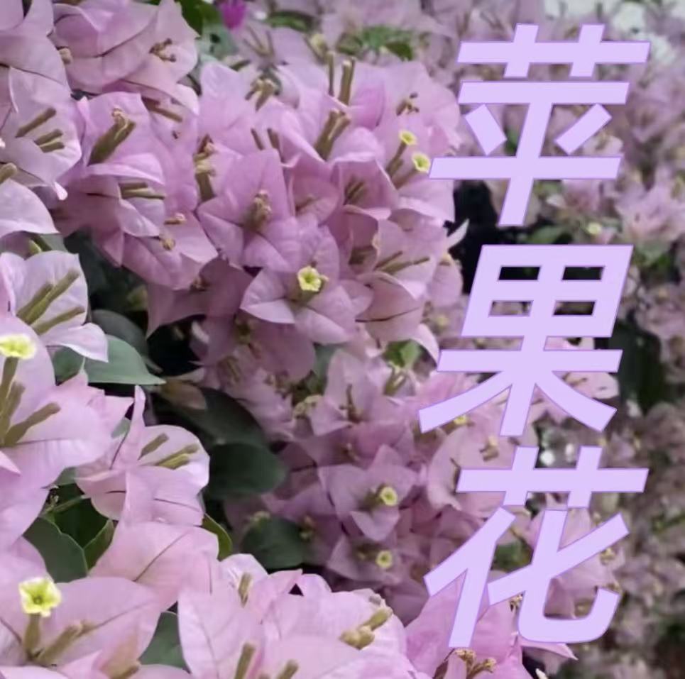 （苹果花）三角梅四季勤花品种原生大红盆易爆花带花发货三角梅