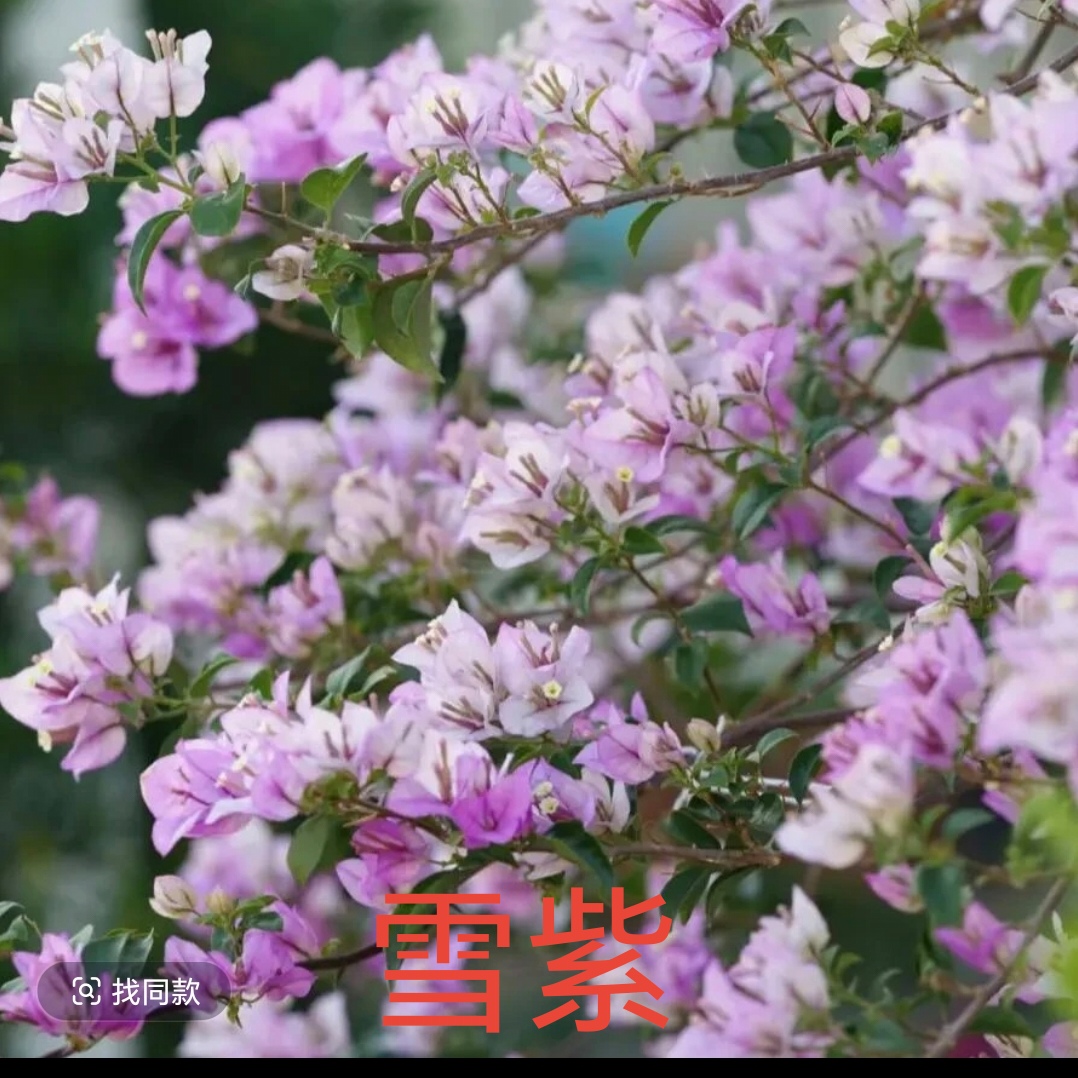 三角梅高飘盆栽花卉带盆带土带花苞四季勤花室内外好养活