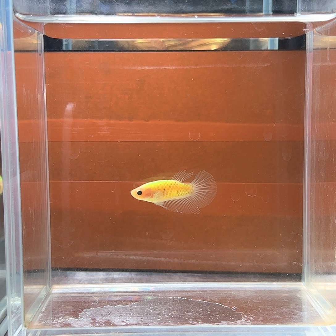 斗鱼活体观赏鱼好养耐活