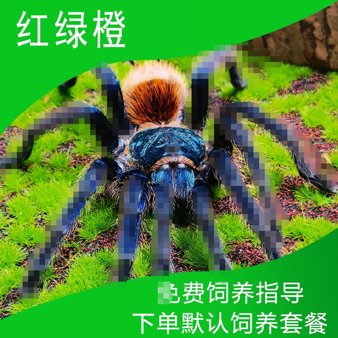 新手入门便宜好养红绿橙宠物蜘蛛好养（默认包含饲养套餐）