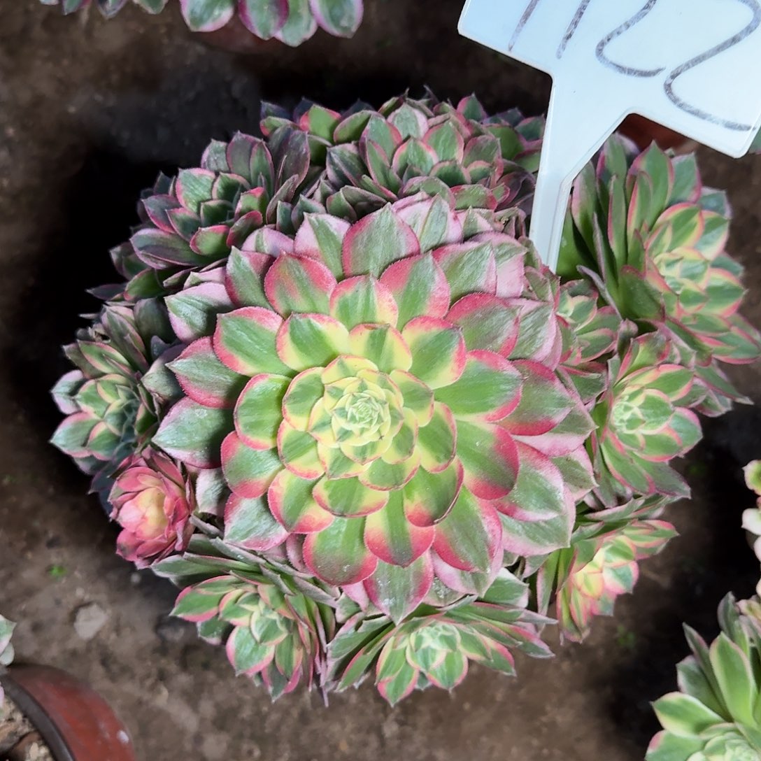 4122海仙多肉法师多肉