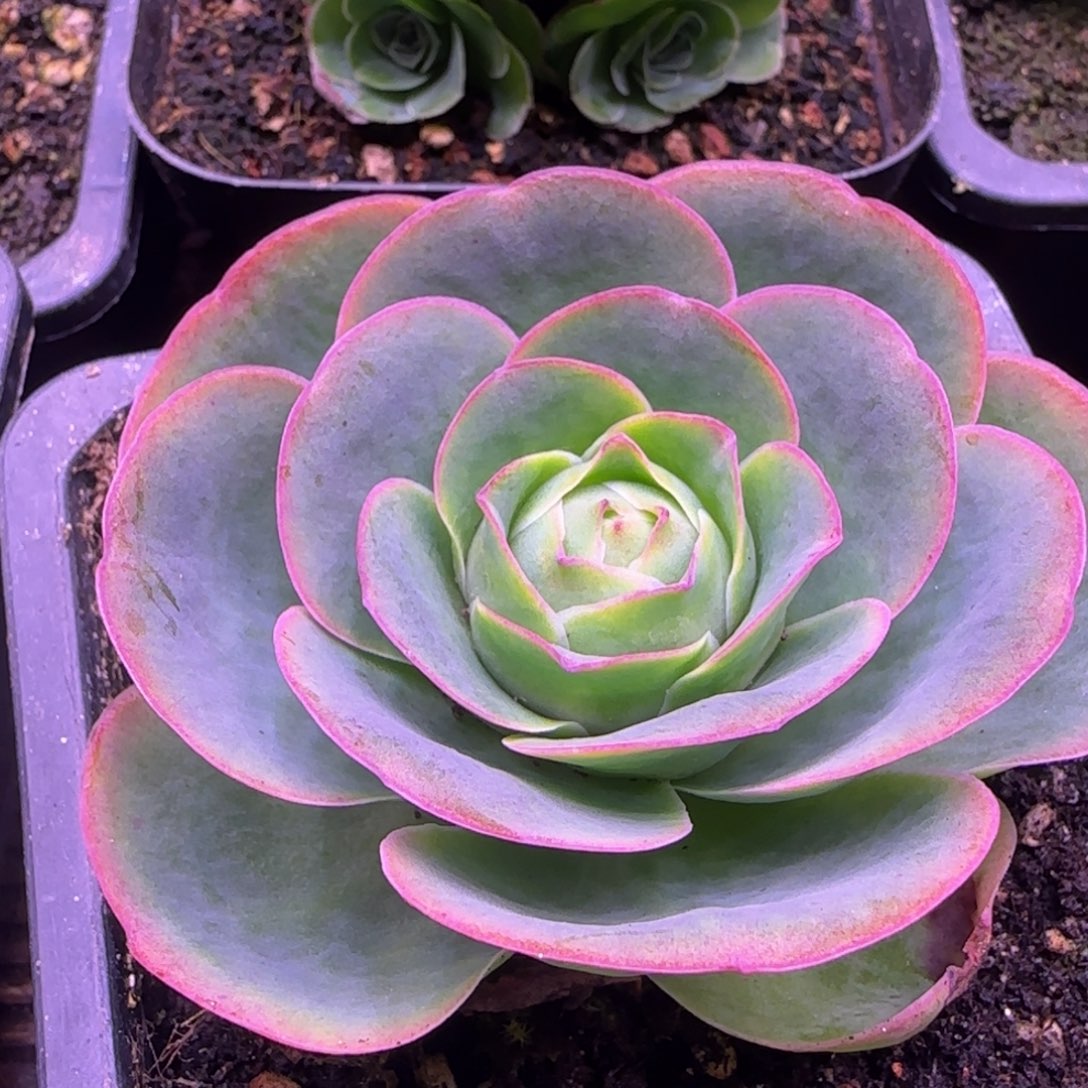 单头7.5厘米玫瑰紫色124242727