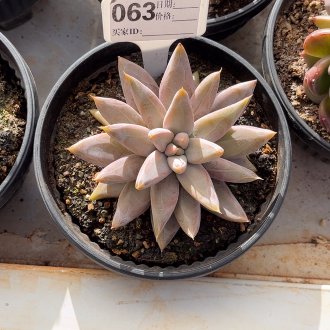 不***二度里万多肉植物63