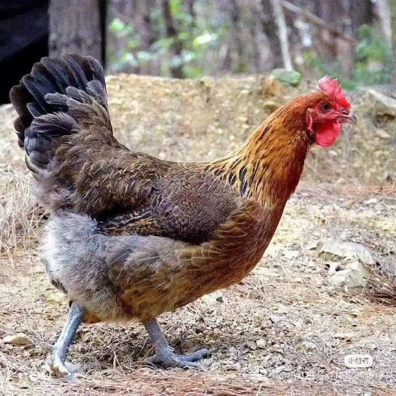 【基地直发】农家散养肉质鲜美正宗黑脚红瑶礼盒装【3-3.5斤】