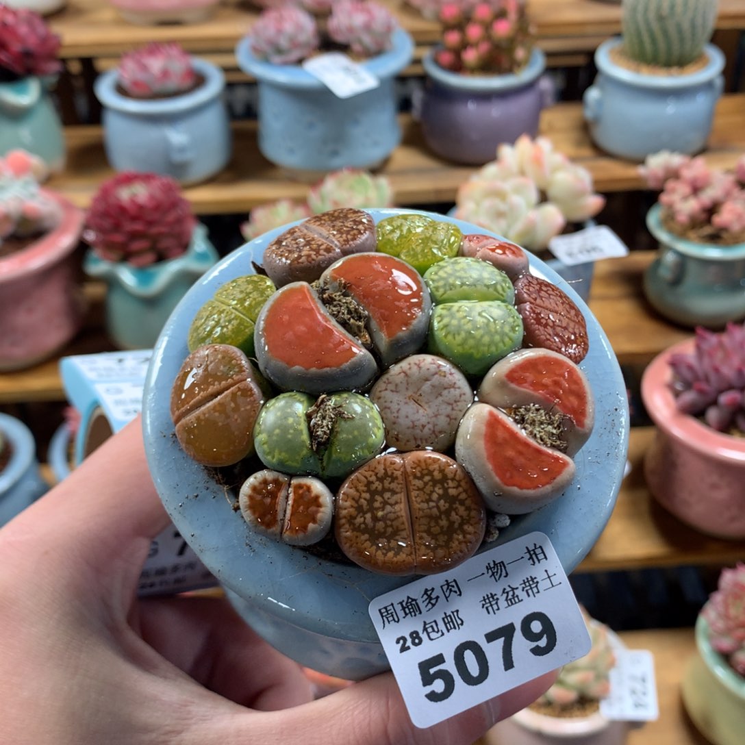 5厘米盆精控多肉5079