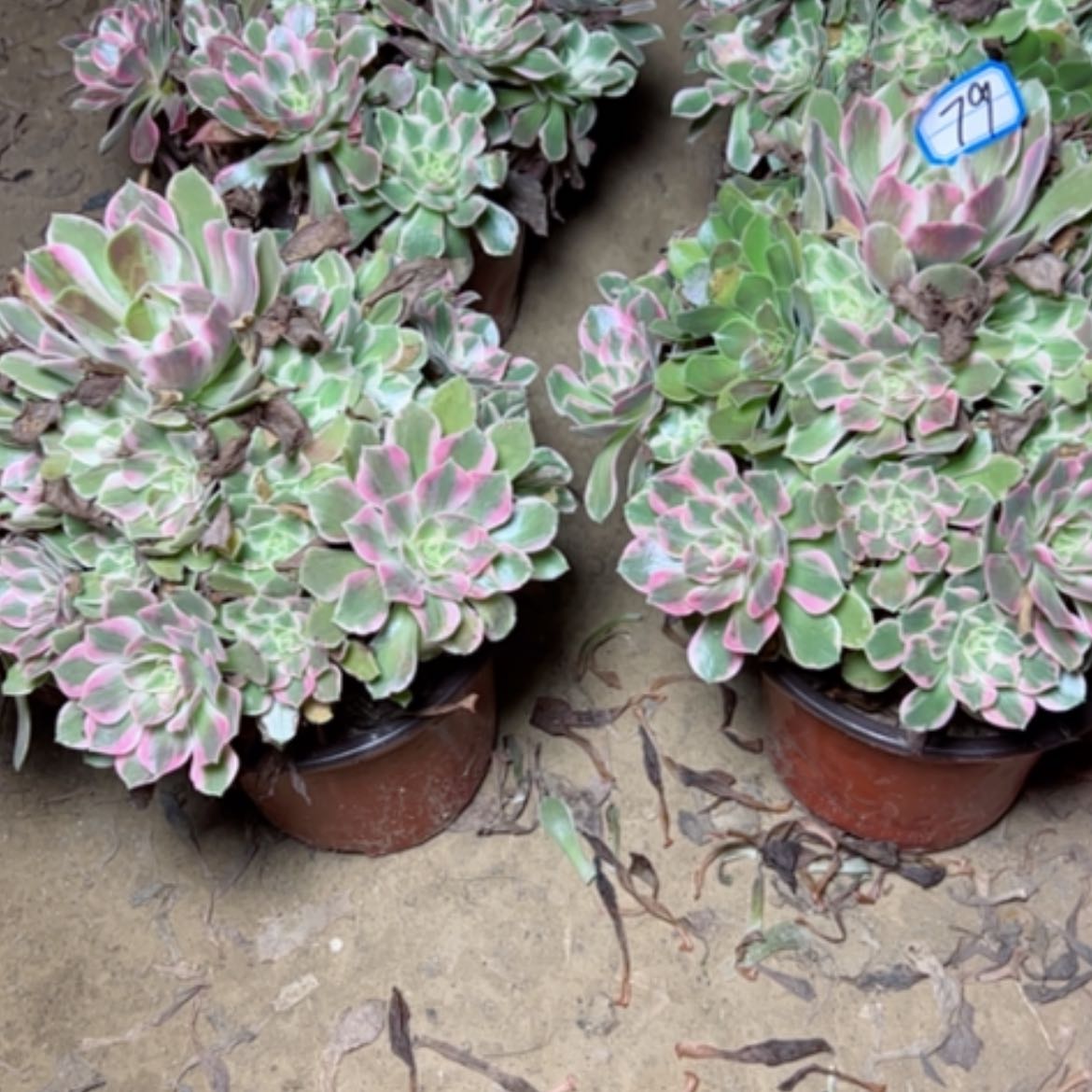 【闪购商品】青**墨粉女妖79