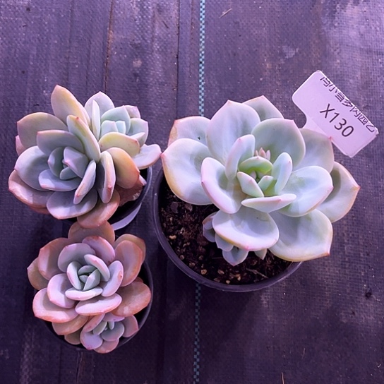 我是第一百个为妖刀应援的阴阳桃花姬