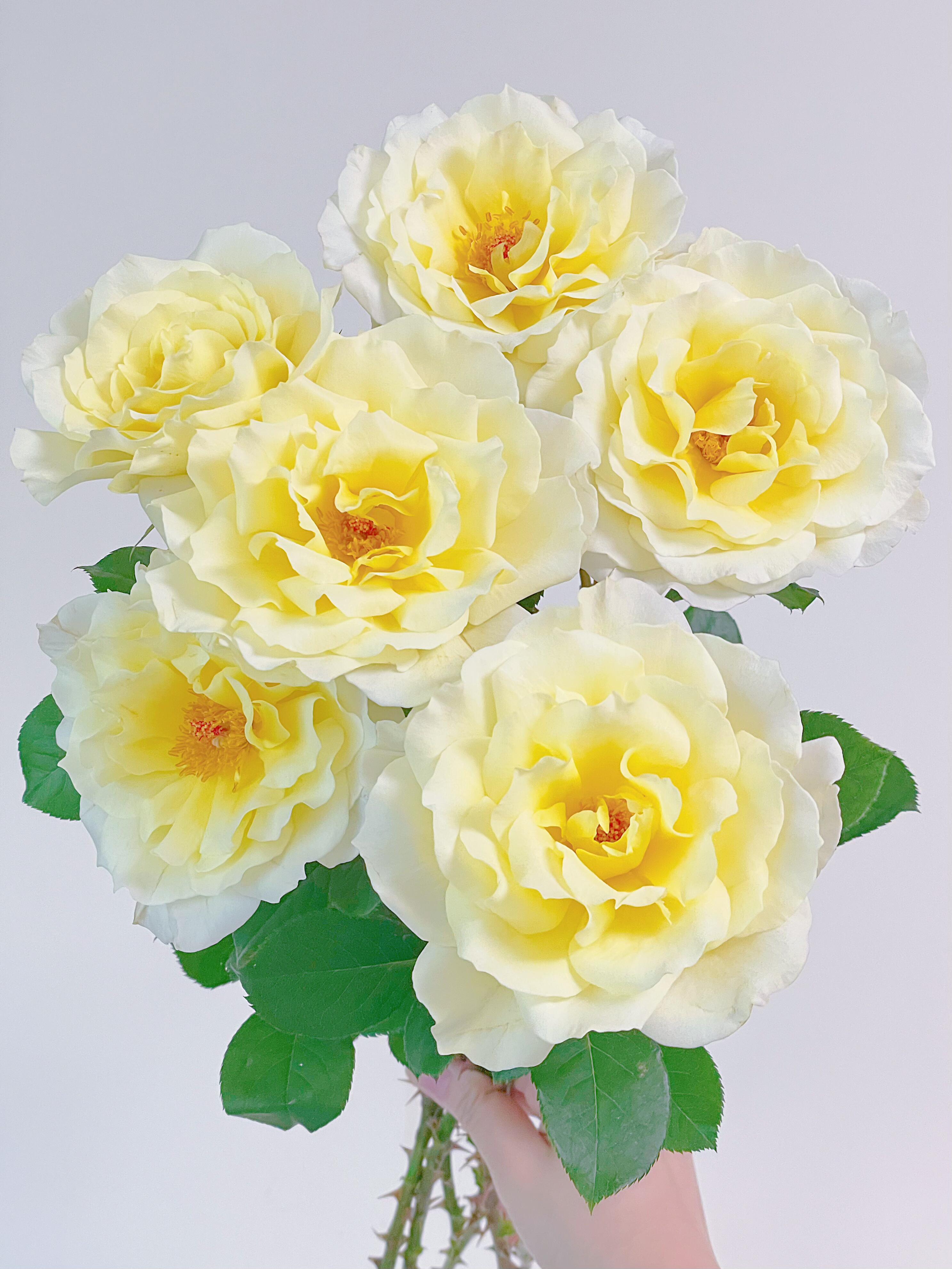 【稀有玫瑰】白甘草-单头玫瑰