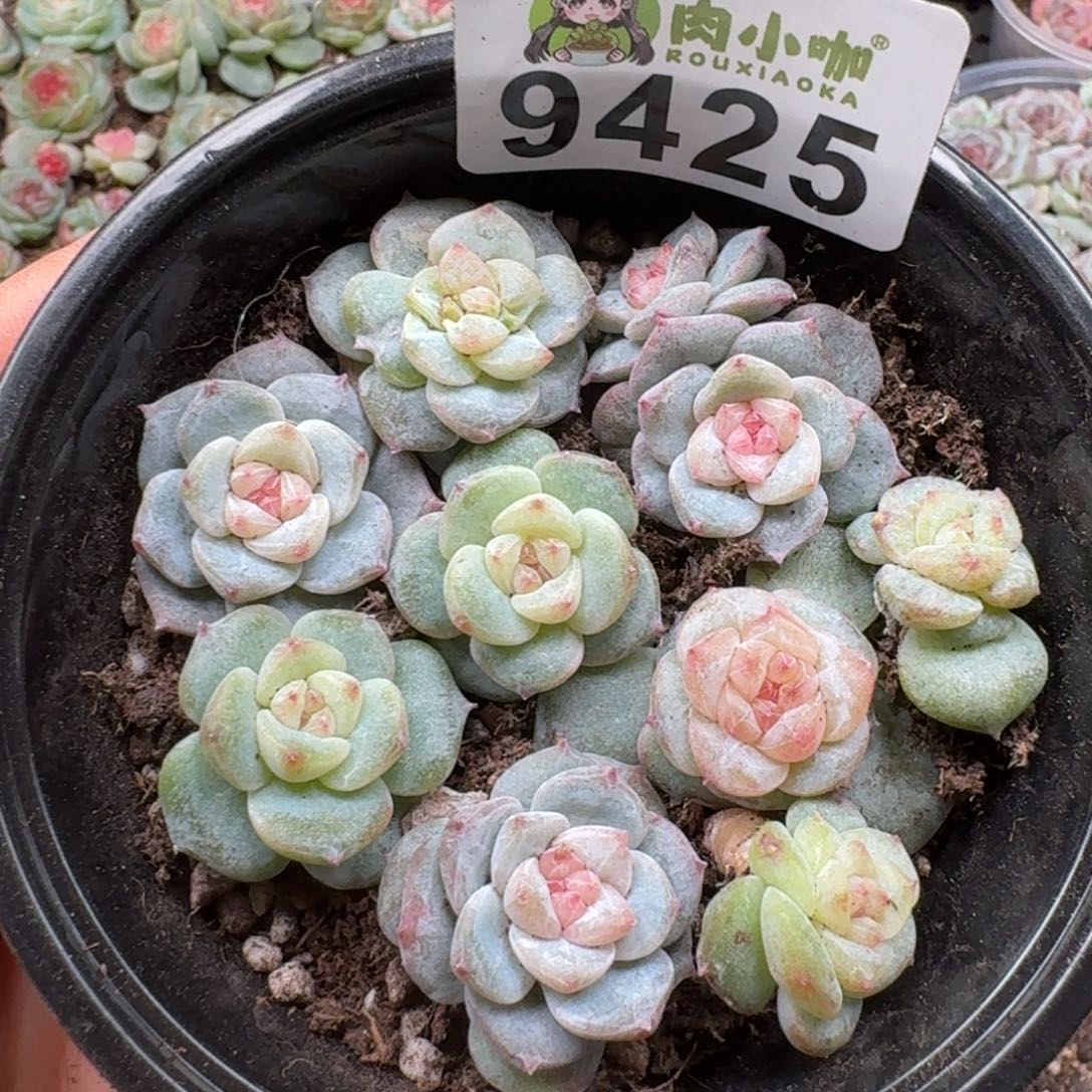 多肉植物多肉植物