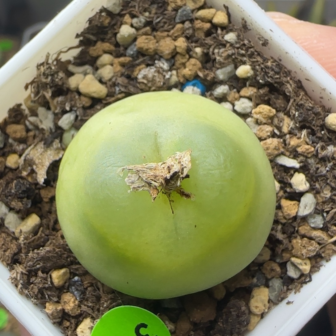 爱心体拉登多肉植物317