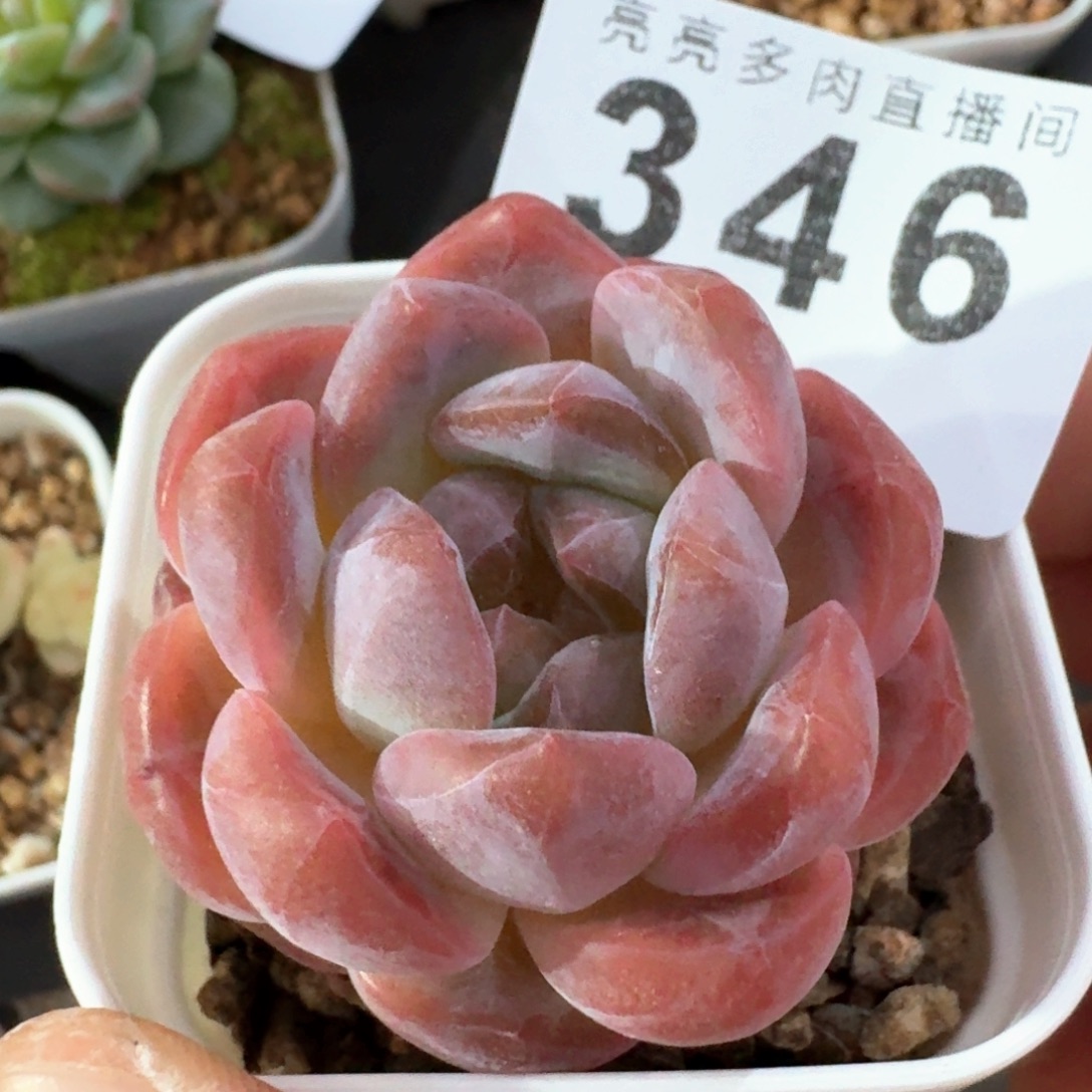 冰魄            多肉植物福利