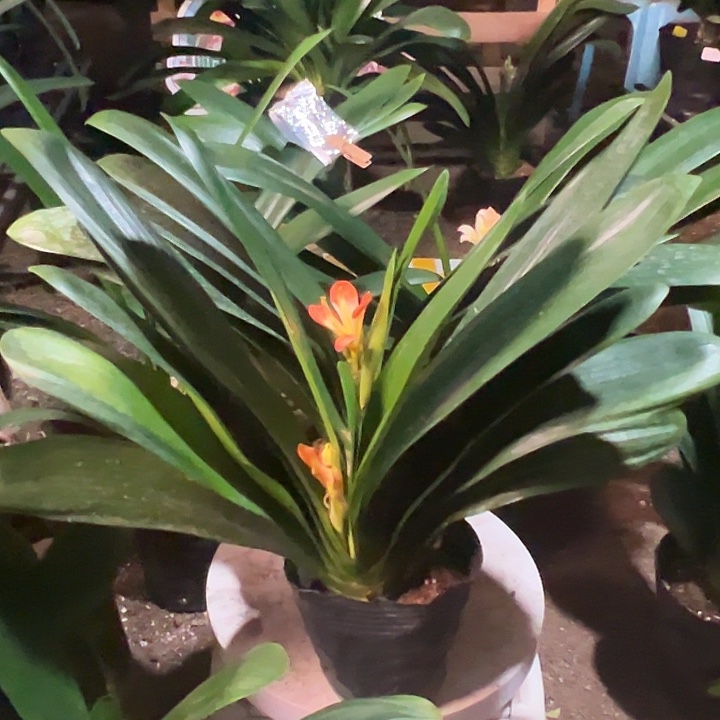 当前无花栽培后可以开花两棵开花君子兰微瑕