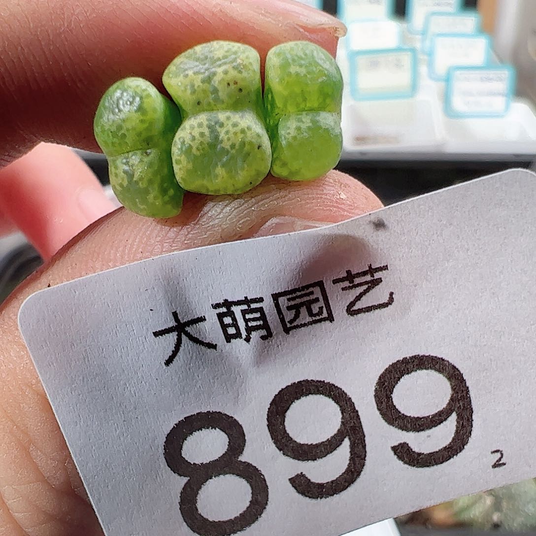 0000899绿野仙踪勋章