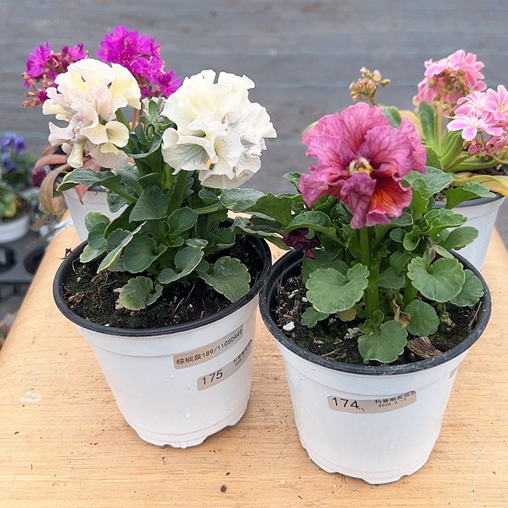 水晶抖音直播闪拍174/175