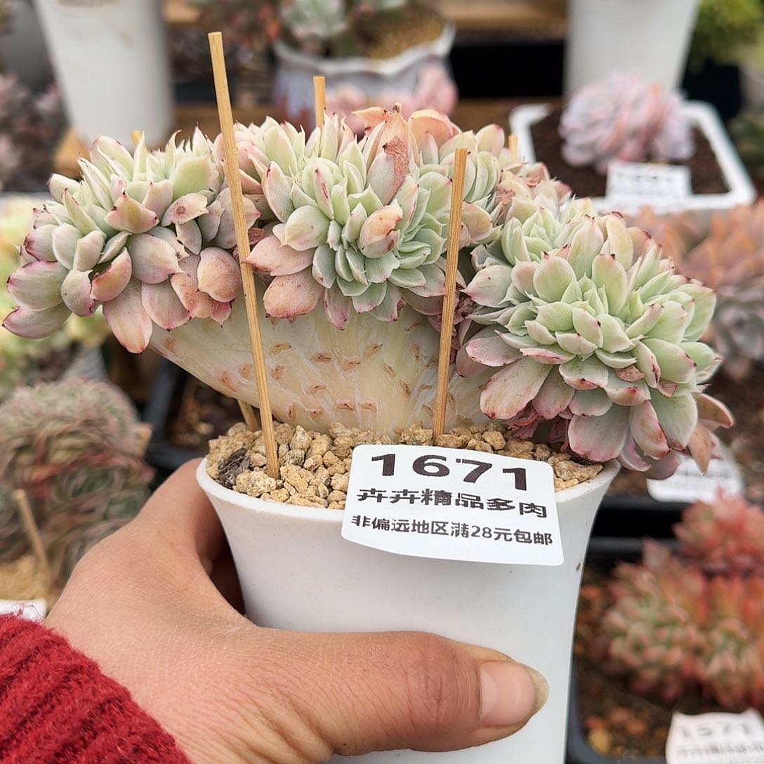 1671一物一拍（满28包邮）