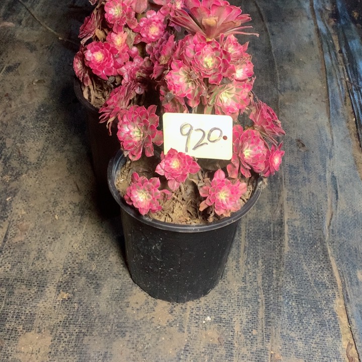 王*920红铜白多肉一物一拍